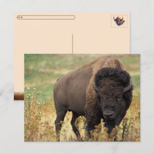 Postcrossing Amerikaanse Bizon / Buffel Ansichtkaa Feestdagenkaart