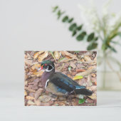 Postcrossing - Carte postale de Canard branchu (Debout devant)