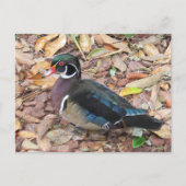 Postcrossing - Carte postale de Canard branchu (Devant)