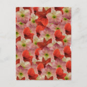 Postcrossing - Carte postale florale Amaryllis (Devant)