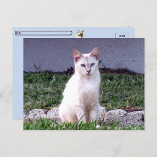 Postcrossing - De Siamese Zwerfster - Cat Briefkaa Briefkaart