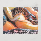 Postcrossing - Den of Snakes Briefkaart (Voorkant)