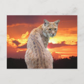 Postcrossing - Florida Bobcat met prachtige zonson Briefkaart (Voorkant)