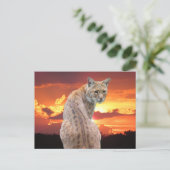 Postcrossing - Florida Bobcat met prachtige zonson Briefkaart (Staand voorkant)