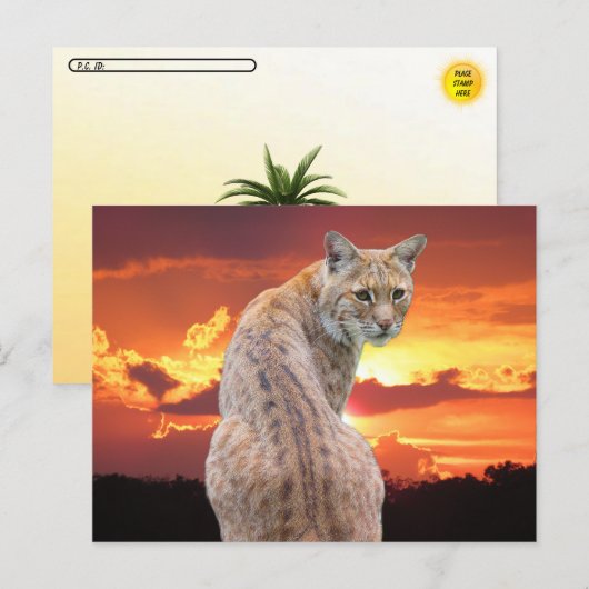 Postcrossing - Florida Bobcat met prachtige zonson Briefkaart (Voorkant / Achterkant)