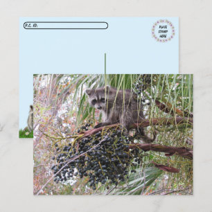 Postcrossing foto van een jonge wasbeer die bessen briefkaart