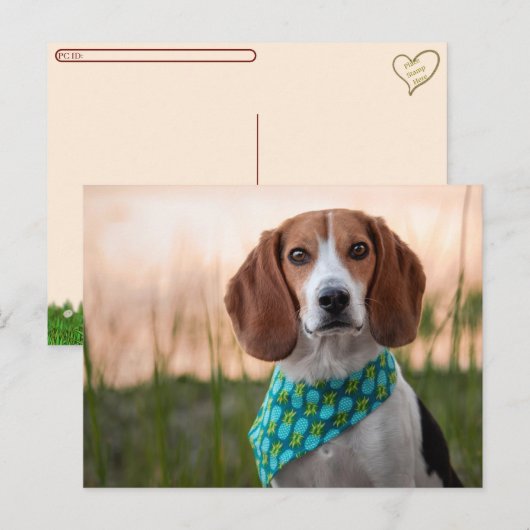 Postcrossing - Foxhound Postcard Feestdagenkaart (Voorkant / Achterkant)