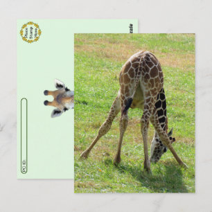 Postcrossing Funny Giraffe Butt Briefkaart