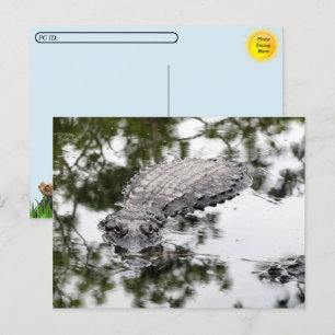 Postcrossing - Gator Reflecties in het moeras Briefkaart