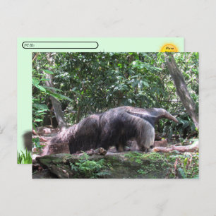 Postcrossing Giant Anteater Briefkaart