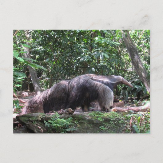 Postcrossing Giant Anteater Briefkaart (Voorkant)