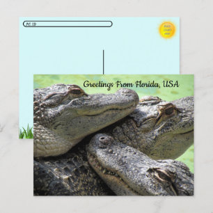 Postcrossing - Groeten uit Florida Alligator Briefkaart