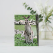 Postcrossing: Kangoeroe met het Briefkaart van Joe (Staand voorkant)