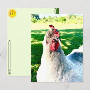 Postcrossing Kip Kaart - Serie Boerenleven