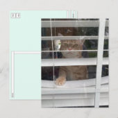 Postcrossing - La carte postale Où est maman chat (Devant / Derrière)