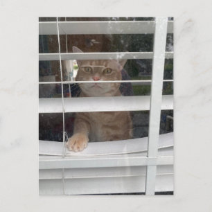 Postcrossing - La carte postale Où est maman chat