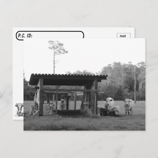 Postcrossing On the Ranch - Cows - Black and White Briefkaart (Voorkant / Achterkant)