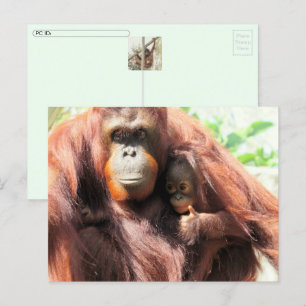Postcrossing orang-oetan dag Briefkaart