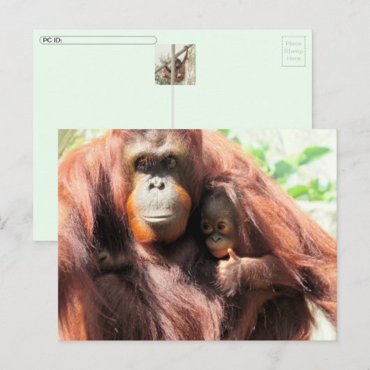 Postcrossing orang-oetan dag Briefkaart (Voorkant / Achterkant)