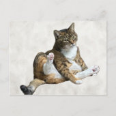 Postcrossing - Pose de chat ridicule - Carte posta (Devant)