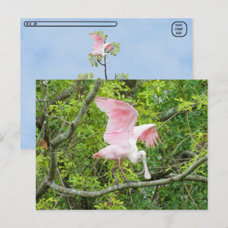 Postcrossing - Roseate Spoonbill Briefkaart
