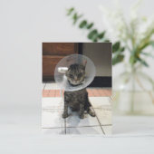 Postcrossing Schandekegel - Kat Gezondwordingskaar Briefkaart (Staand voorkant)