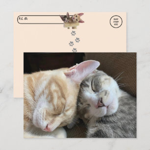 Postcrossing - Slapende Kittens Taz en Tito Cat Briefkaart