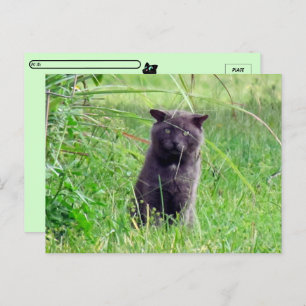 Postcrossing - The Grey Stray - Cat Briefkaart