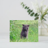 Postcrossing - The Grey Stray - Cat Briefkaart (Staand voorkant)