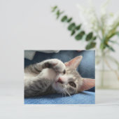 Postcrossing Tito Bandito De leukste kitten / kat Briefkaart (Staand voorkant)