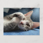 Postcrossing Tito Bandito De leukste kitten / kat Briefkaart (Voorkant)