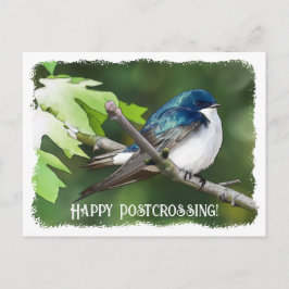 Postcrossing Tree Swallow - Briefkaart