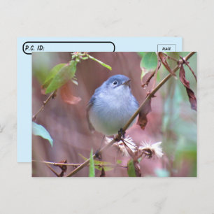Postcrossover Blue-Gray Gnatcatcher Backyard Bird Briefkaart