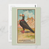 postduif briefkaart (Voorkant / Achterkant)