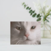 Poste - Carte postale de chat blanc (Debout devant)