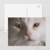 Poste - Carte postale de chat blanc (Devant / Derrière)