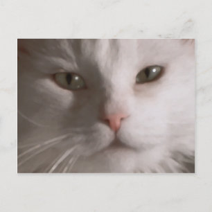 Poste - Carte postale de chat blanc