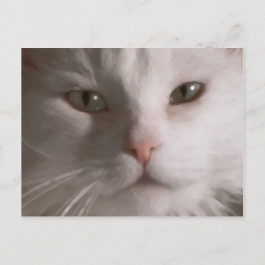 Poste - Carte postale de chat blanc (Devant)