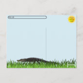 Poste - Carte postale de la partie Alligator (Dos)