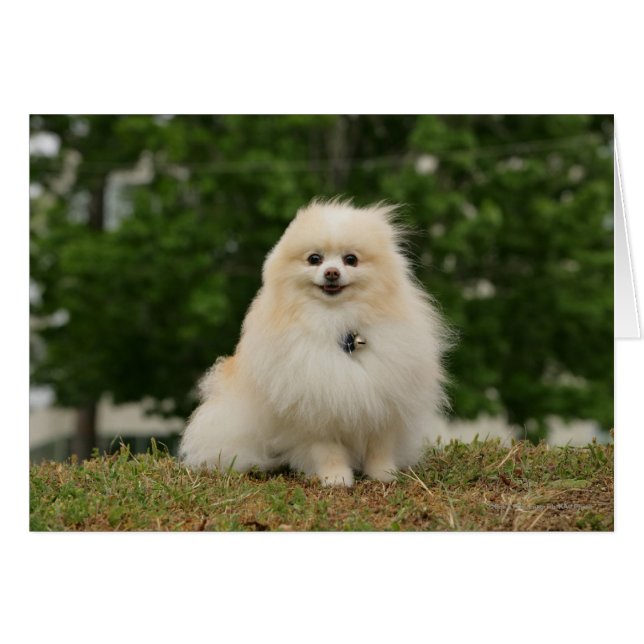 Poste de poméraning (Devant horizontal)