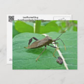 Posten met bladeren (Acanthocephala fenorata) Briefkaart (Voorkant / Achterkant)