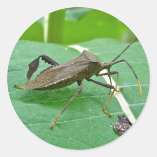 Posten met bladeren (Acanthocephala fenorata) Ronde Sticker