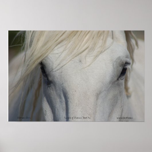 Poster (Devant)