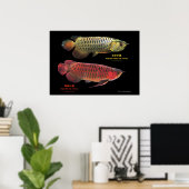 Poster 金と赤のAsian Arowana (Bureau à domicile)