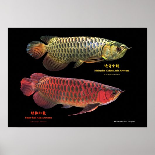 Poster 金と赤のAsian Arowana (Devant)