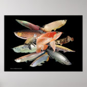 POSTER 飛び出す大型熱帯魚たち,N0.01 (Devant)