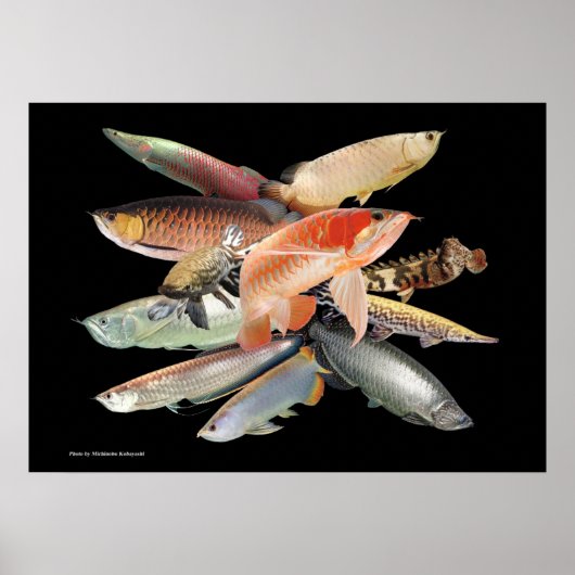 POSTER 飛び出す大型熱帯魚たち,N0.01 (Devant)