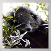 Poster 005Bearcat (Devant)