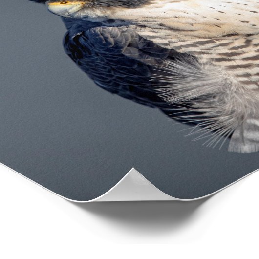 Poster 10x8 Faucon pèlerin le long de la rivière Hudson (Coin)