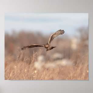 Poster 10x8 Harrier nord